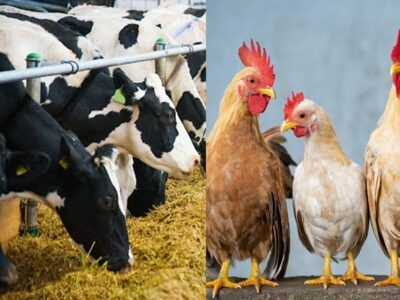 Коллаж: https://stat.uz/