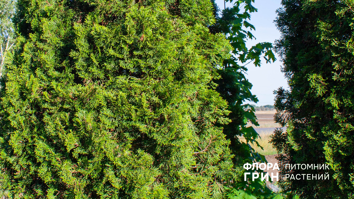 Как вернуть зелёный цвет зимой