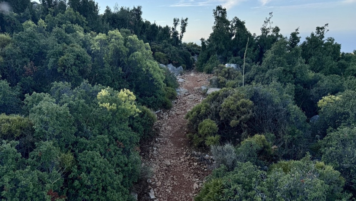 Тропа на спуск сквозь колючие кусты