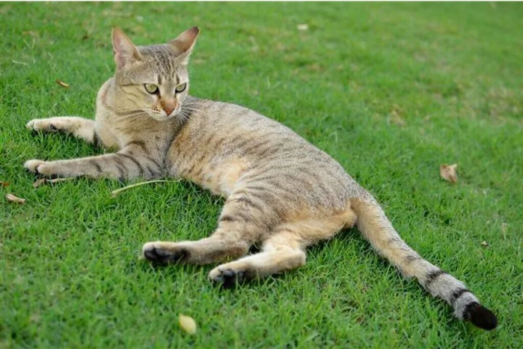 Аравийский мау представляет собой кошку среднего размера, лишённую гипертрофированных черт.