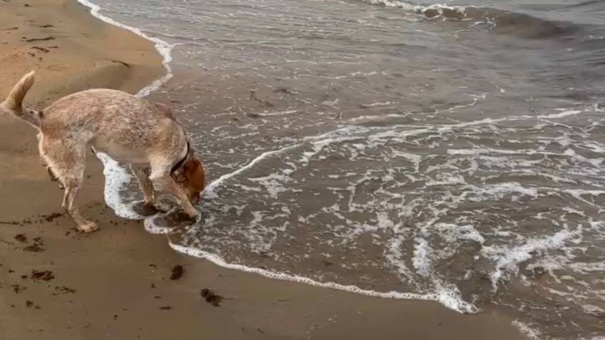 Бия пробует на вкус Каспийское море