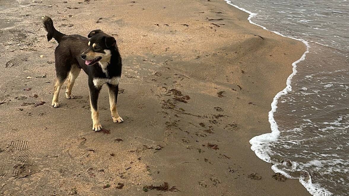 Щенок на берегу моря