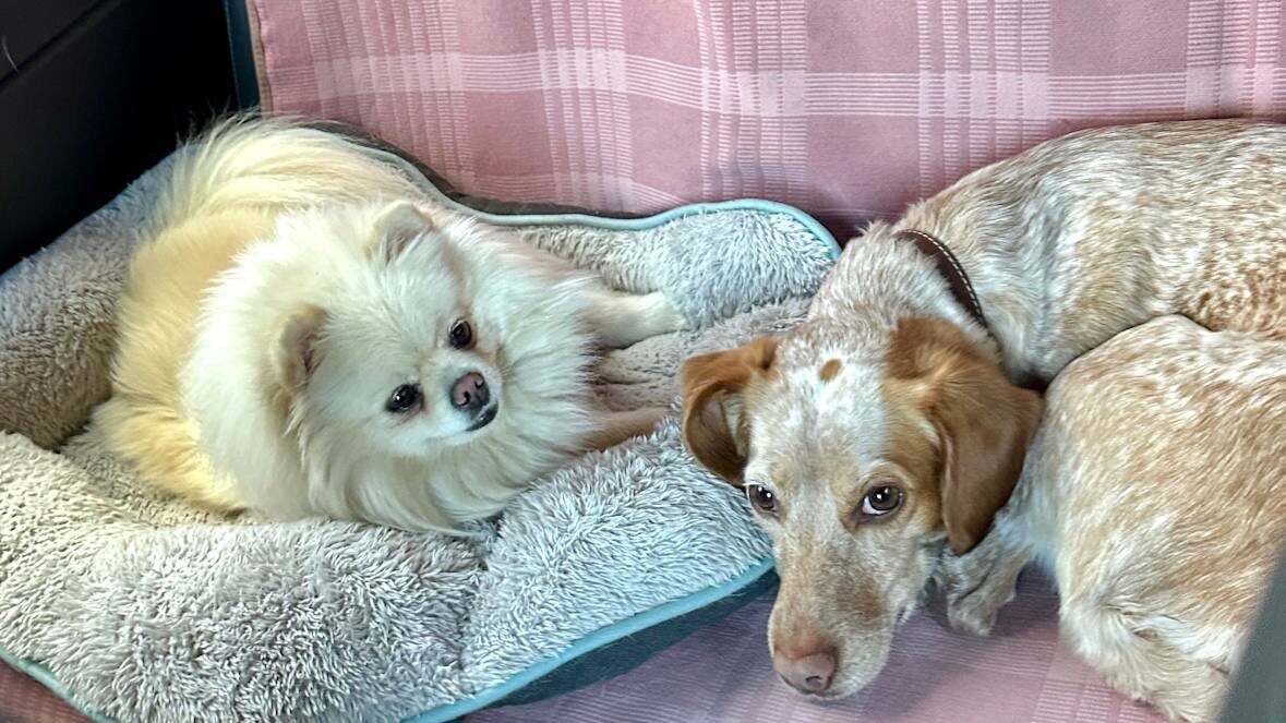 Бия и Софа - наши пушистые путешественницы