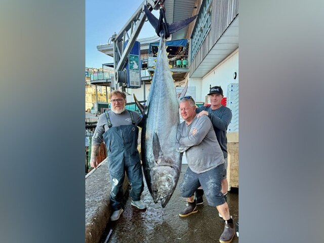    Фото: brixhamfishmarket.co.uk