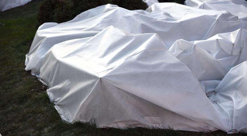 Розы укрыты на зиму