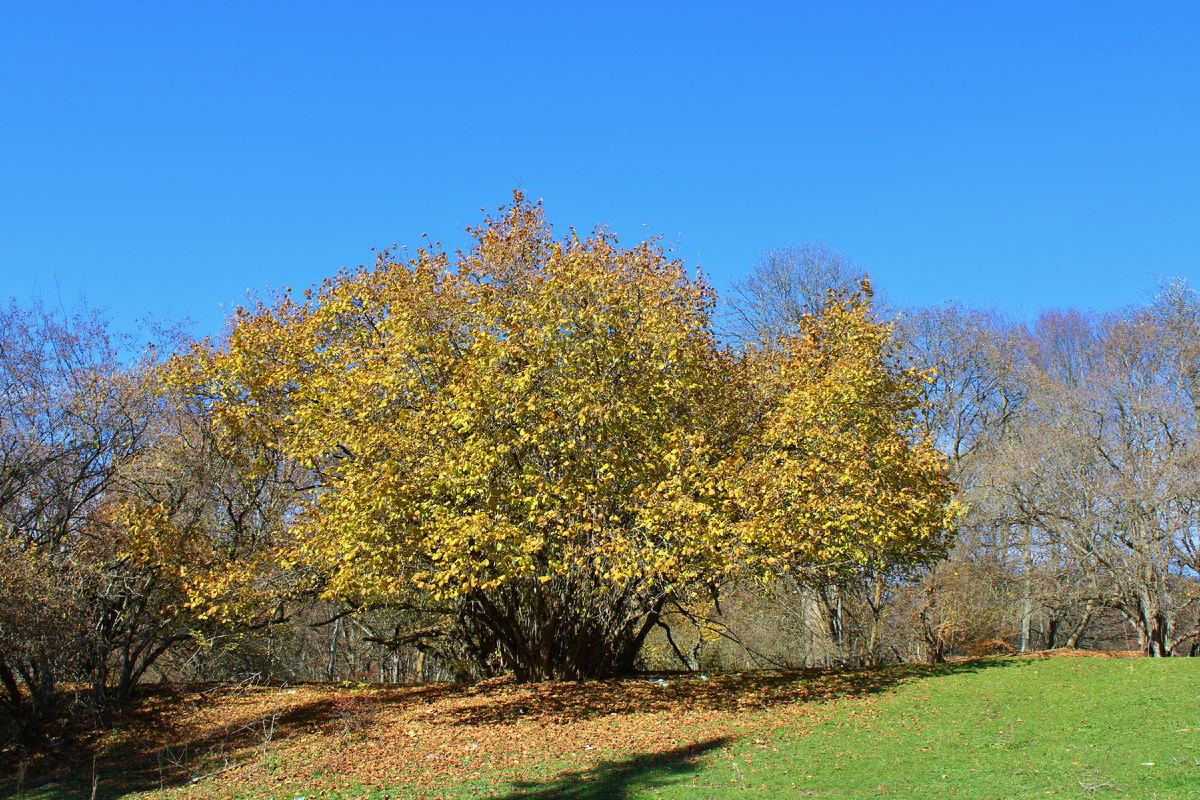 Золотая осень в Нальчике