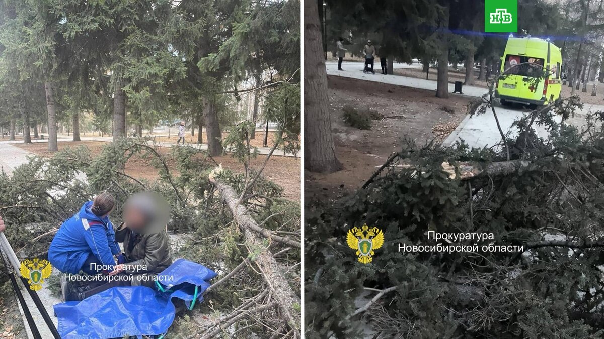    Фото: prokuratura_nso / t.me