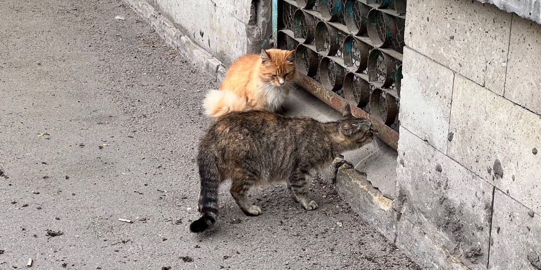 В Выборге соорудили продуманный и теплый домик для дворовых кошек