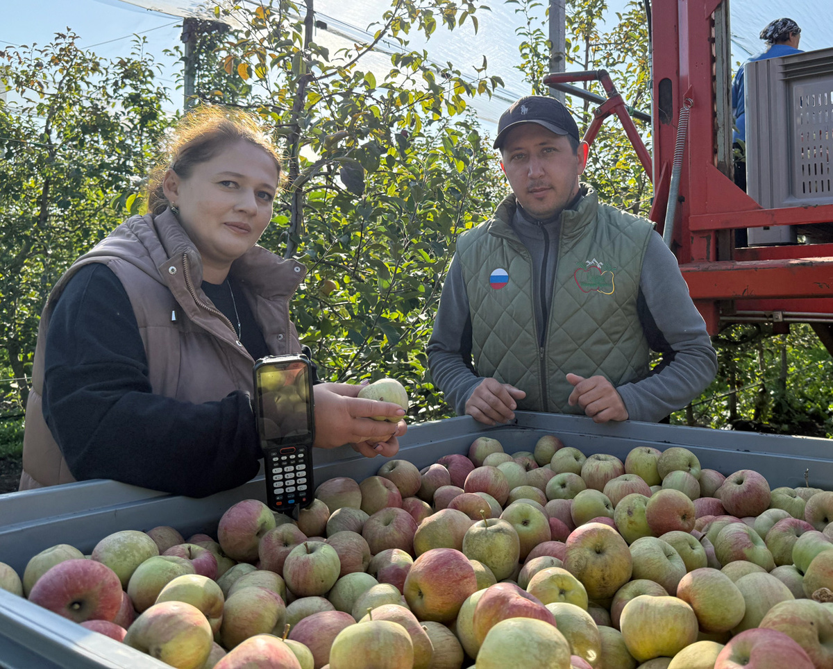 Бригадир Дина Кишева и агроном Юрий Есенеев следят за ходом уборки урожая. Фото автора.