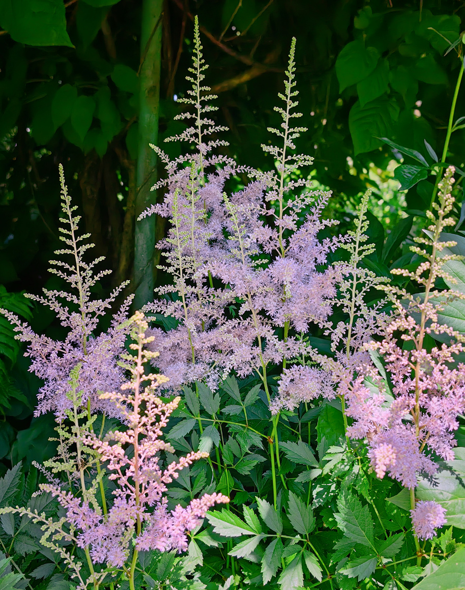 Моя розовая астильба