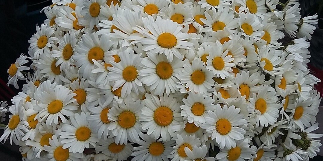 Ромашки для покойника(часть 4. Стрелка (глава 3))