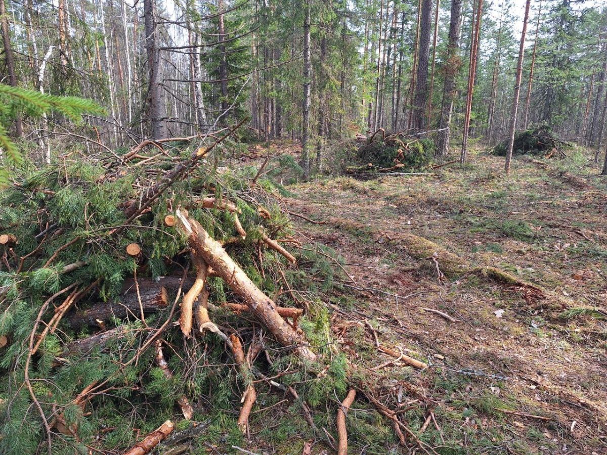    В Нижегородской области начали убирать порубочные остатки в лесах