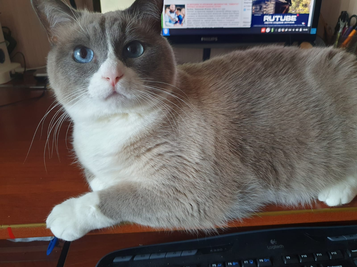 Кот породы Сноу-шу по имени Мотя.