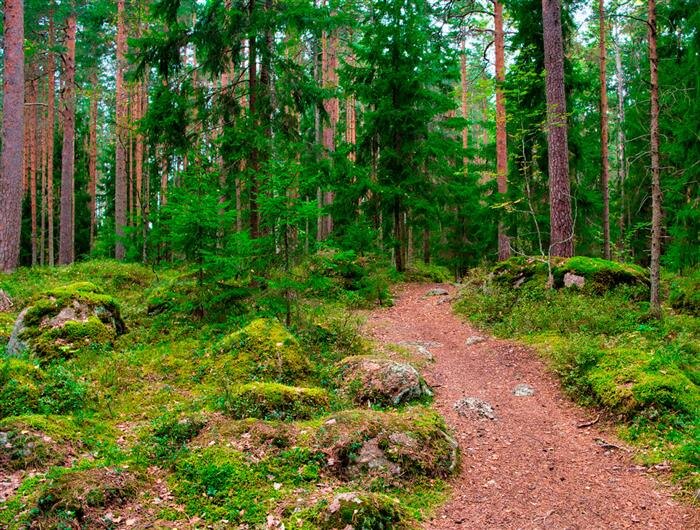    ФОТО: Shutterstock/автор Dmitry Eagle Orlov