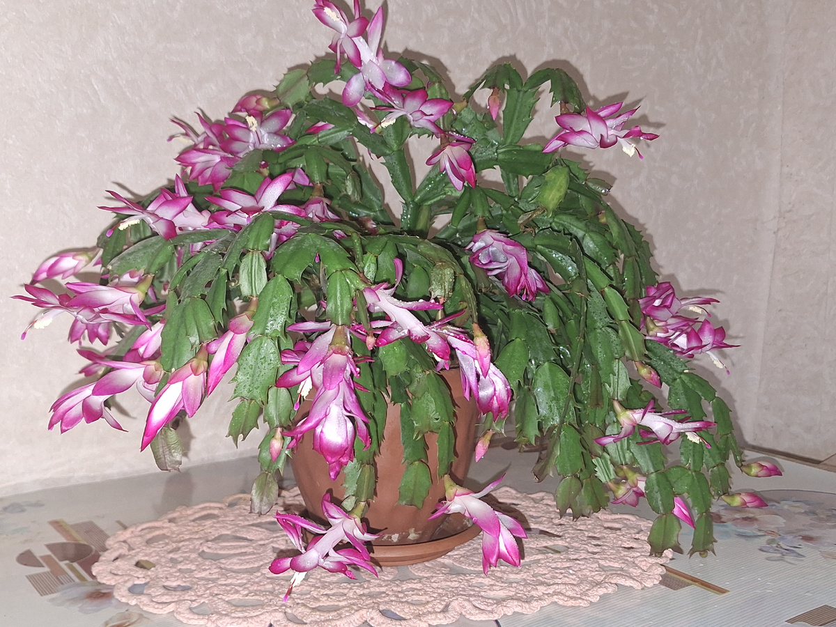 Фото автора.