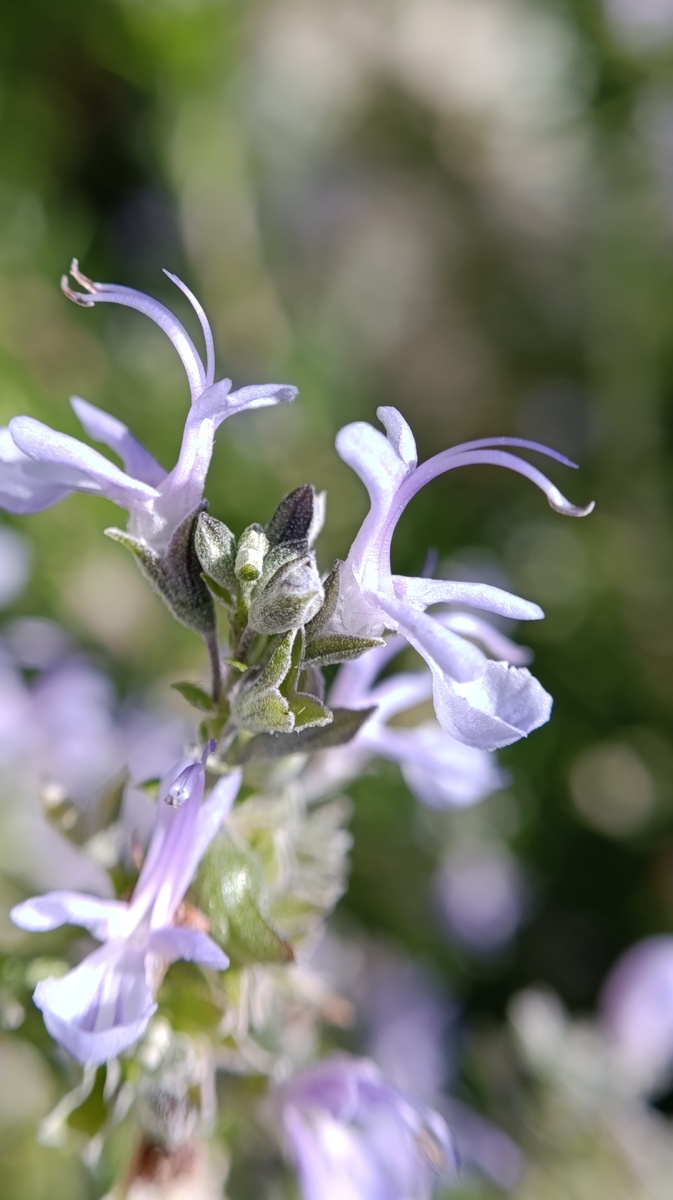 Розмарин. 2 или 3 объектива + х2 приближение камеры