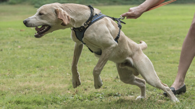 Собака тянет поводок