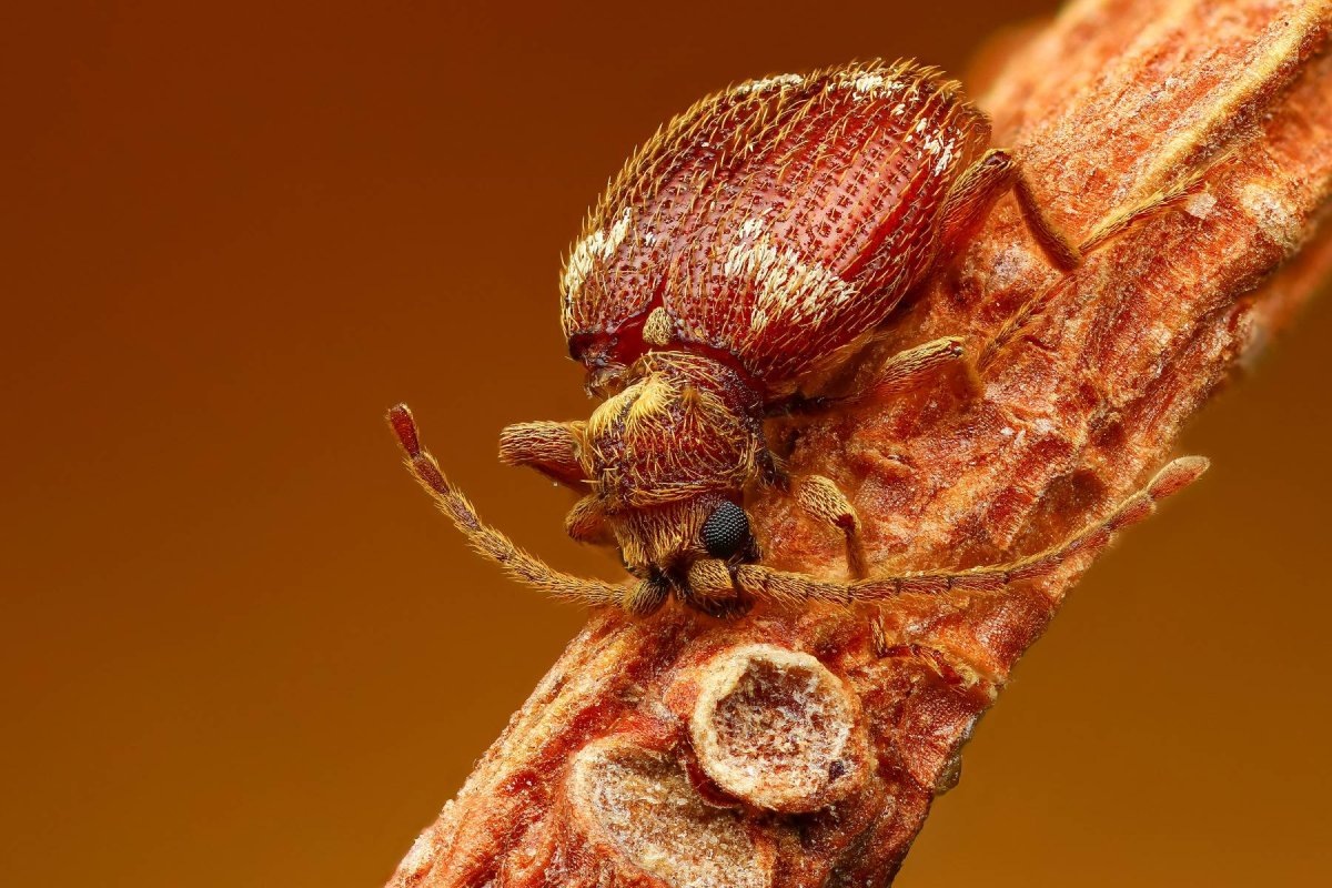 Фото с сайта: https://animals.pibig.info/37052-pritvorjashka-vor-zhuk.html