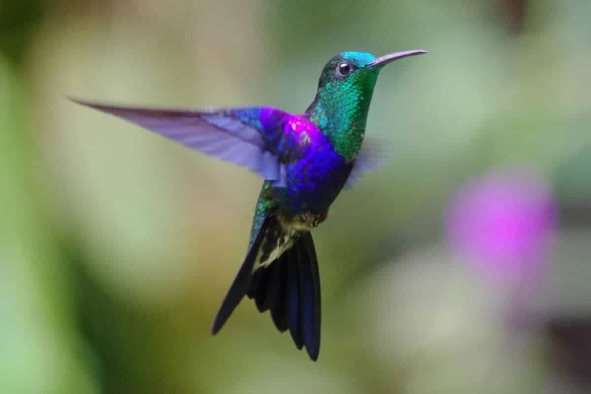 Фото с сайта: https://descubre-ecuador.com/excursiones/observacion-de-aves-mindo-san-lorenzo/