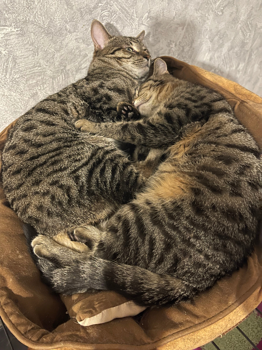 Братья Кекс и Рулет ждут свой дом (котики, 2 года)