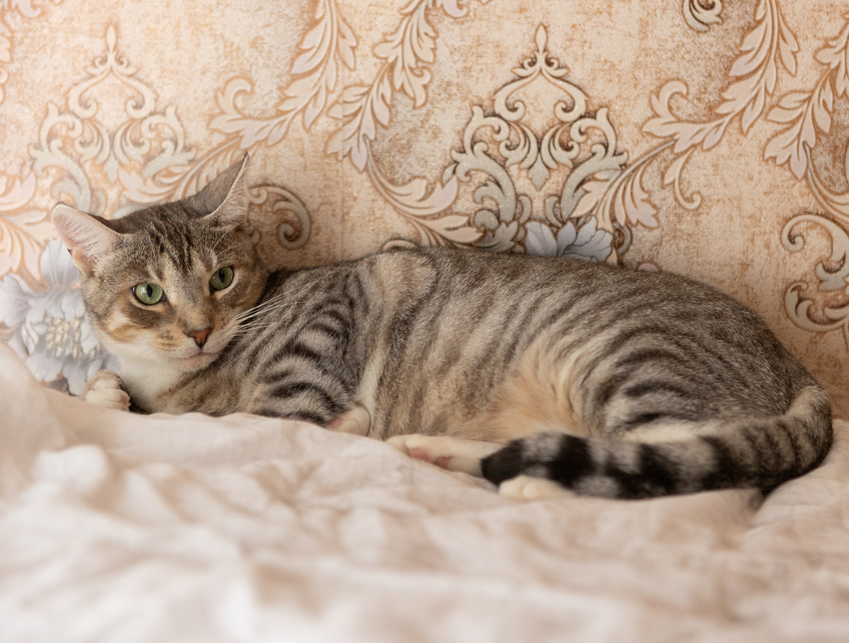 Ирбис ждёт свой дом (кот, 2,5 года)