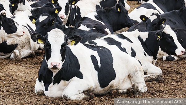     Фото: Александр Полегенько/ТАСС   
 Текст: Валерия Городецкая