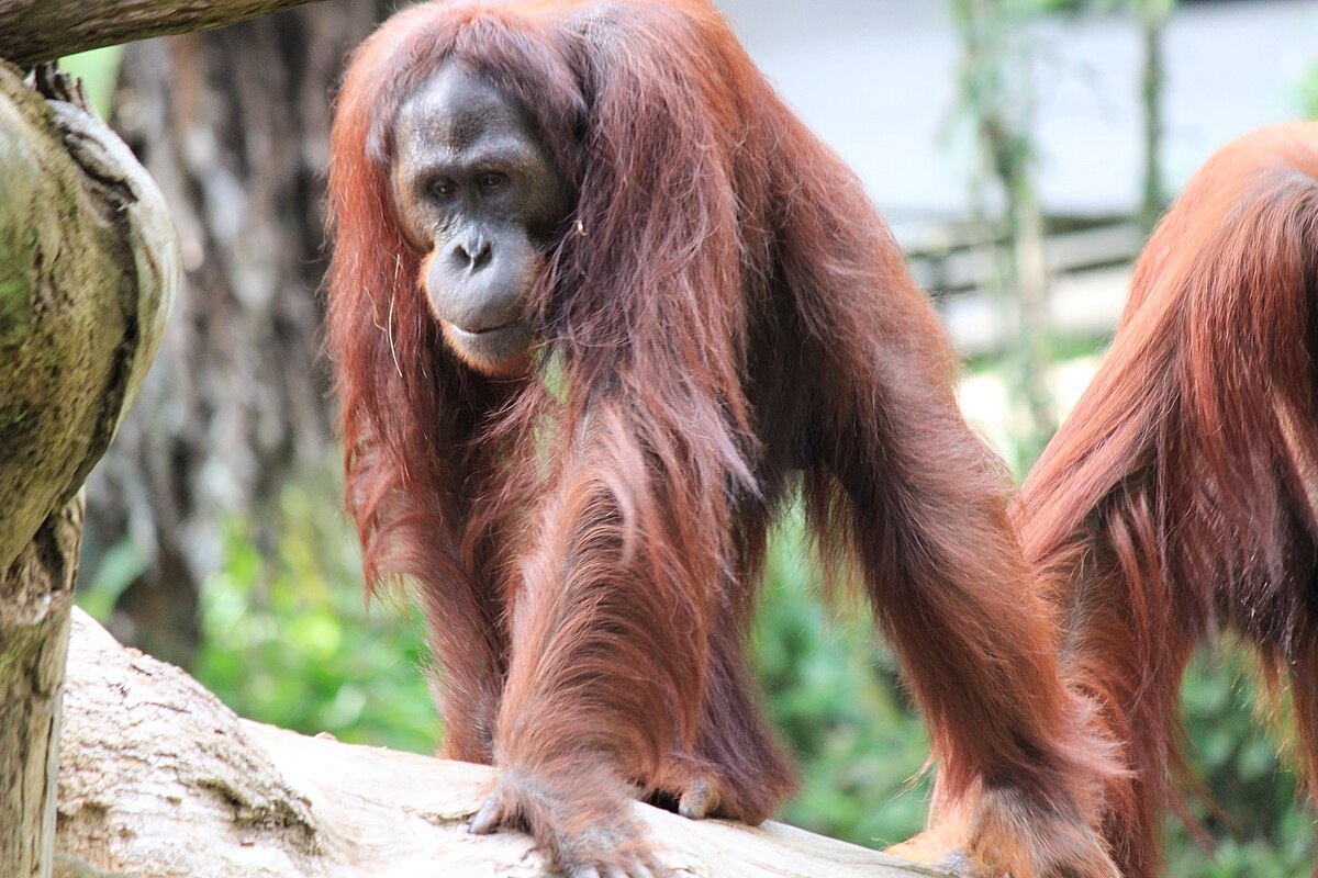 Фото с сайта: https://commons.wikimedia.org/wiki/File:Orangutan_Singapore_zoo_05.jpg