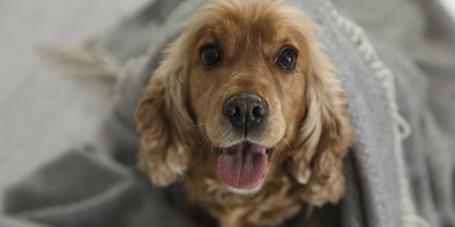    Фото: 123RF.com/liudmilachernetska