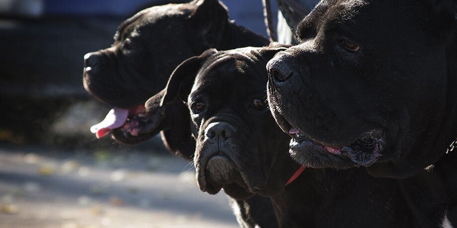    Фото: 123RF.com/katamount