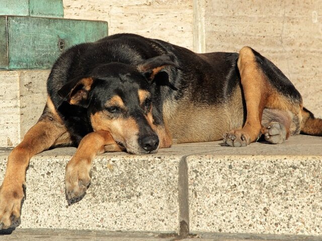    Фото: depositphotos/EcoPic