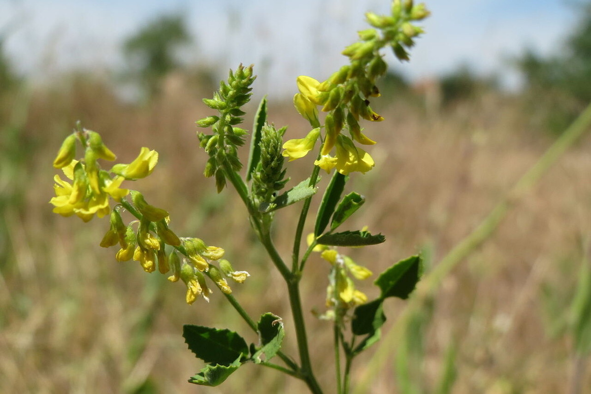     Спасает от кашля и успокаивает нервы: новгородские ученые открыли неожиданные свойства лечебного донника