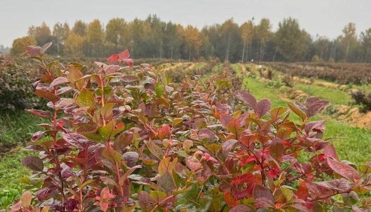    Фото: Минсельхозпрод Смоленской области
