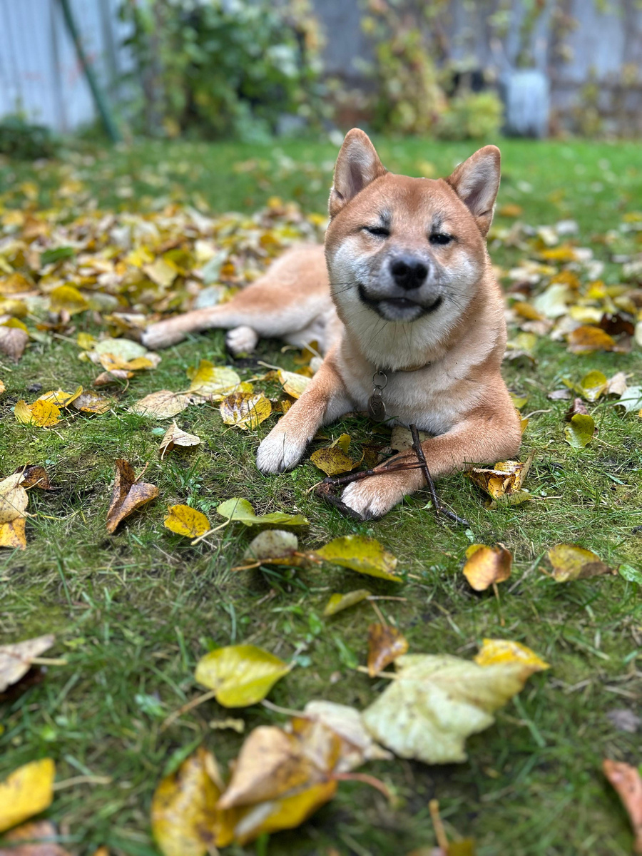 Устал носиться, прилёг.