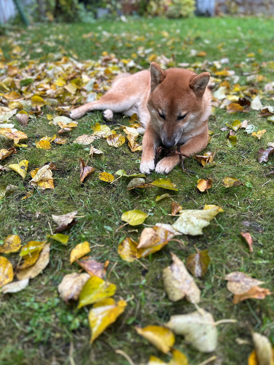 Нашёл что погрызть!