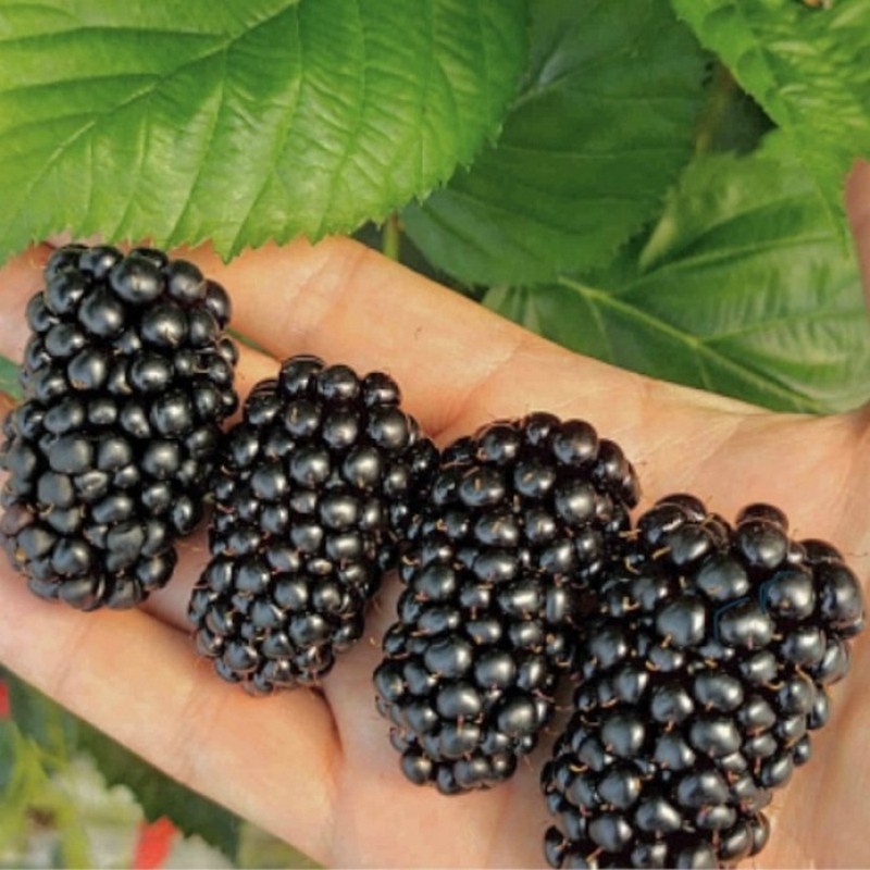 Ежевика Глорнива