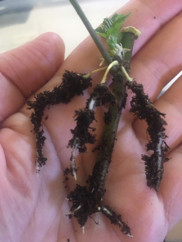 Укоренившийся черенок