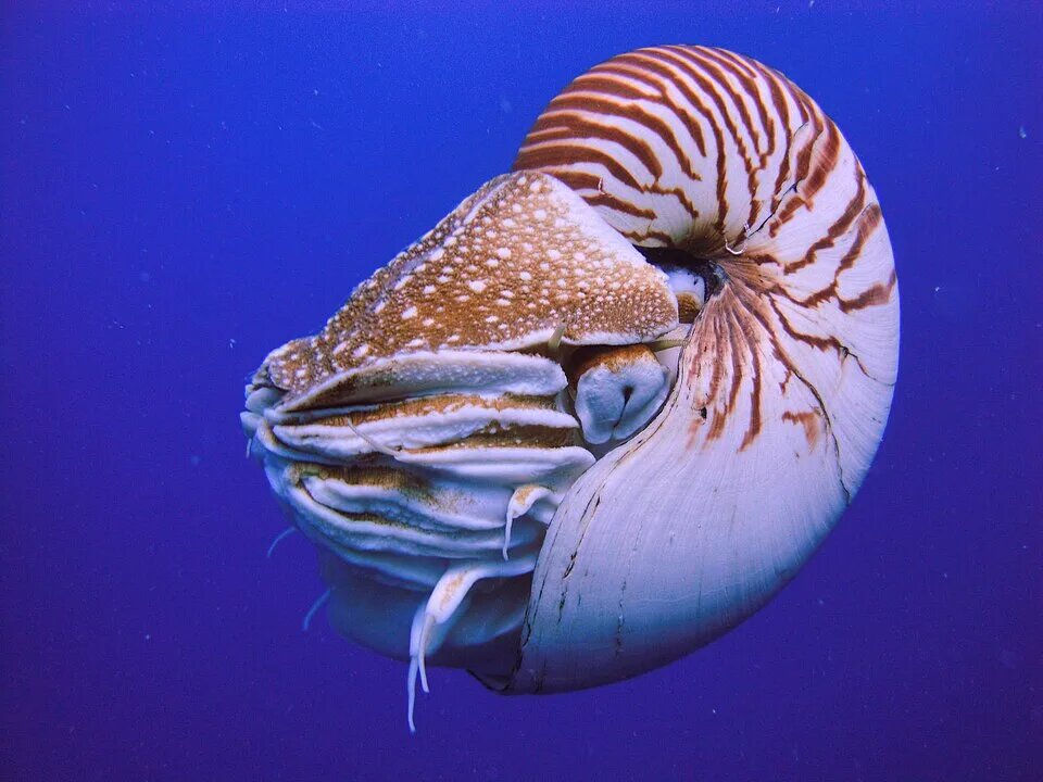 https://upload.wikimedia.org/wikipedia/commons/thumb/2/2a/Nautilus_belauensis_from_Palau.jpg/960px-Nautilus_belauensis_from_Palau.jpg