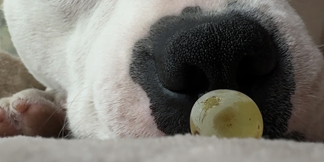 🐾 Одна виноградинка, которая научила нас кормить собаку правильно