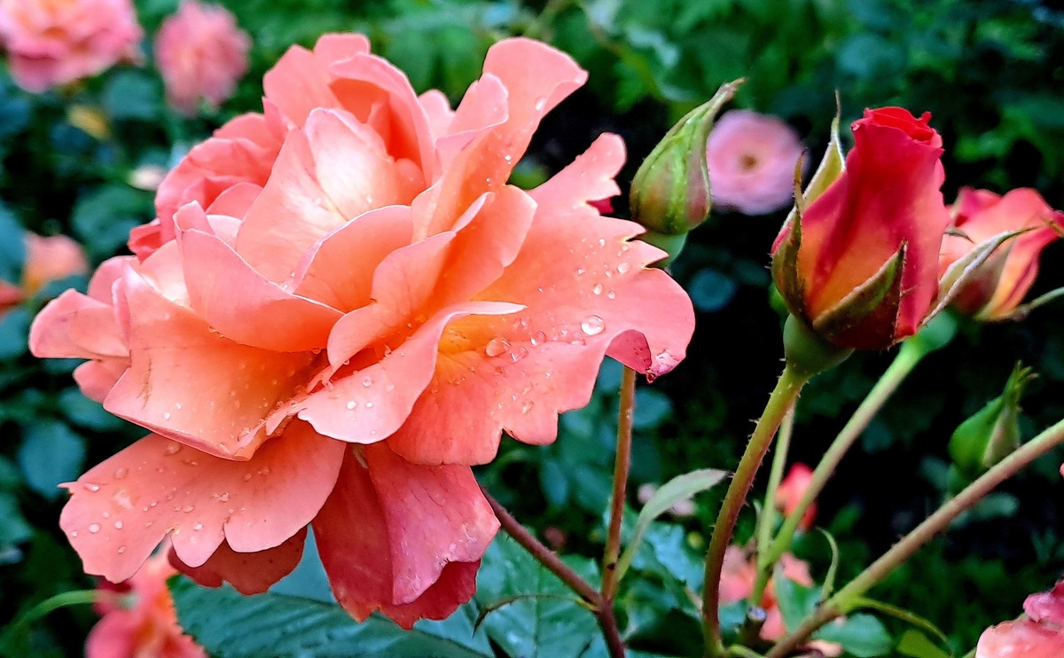 Вестерленд,  роза из питомника Кордеса, получившая мировое признание и множество призов на выставках в разных странах