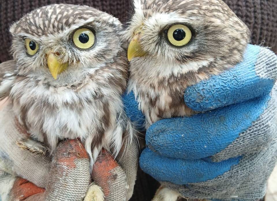    Фото: "Птичий остров"