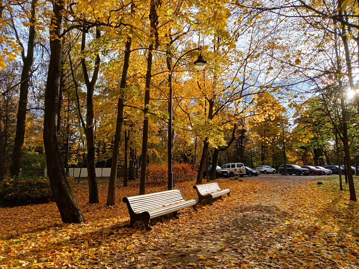 Ну, что...деревья тоже теряют листву. Отрастет!