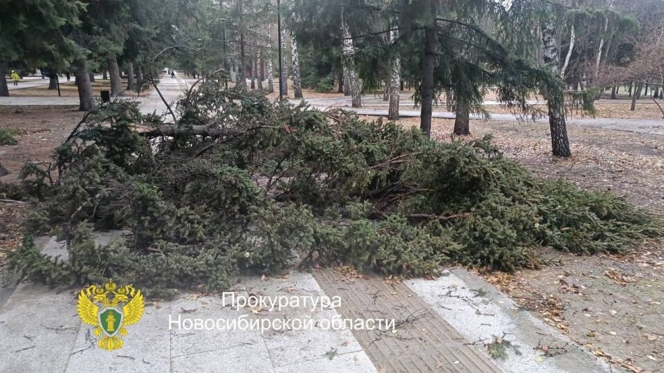    Упавшее дерево в Новосибирске. Источник: прокуратура Новосибирской области