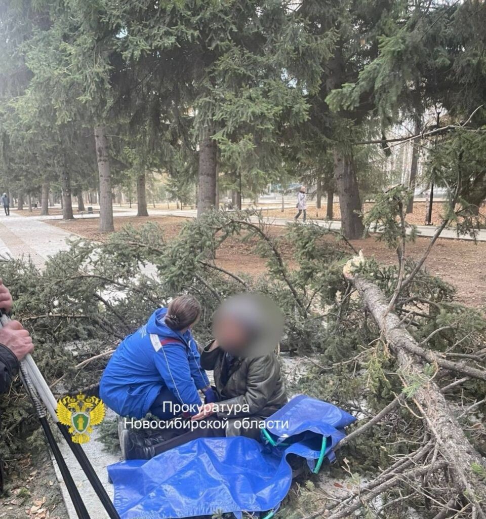    Упавшее дерево в Новосибирске. Источник: прокуратура Новосибирской области