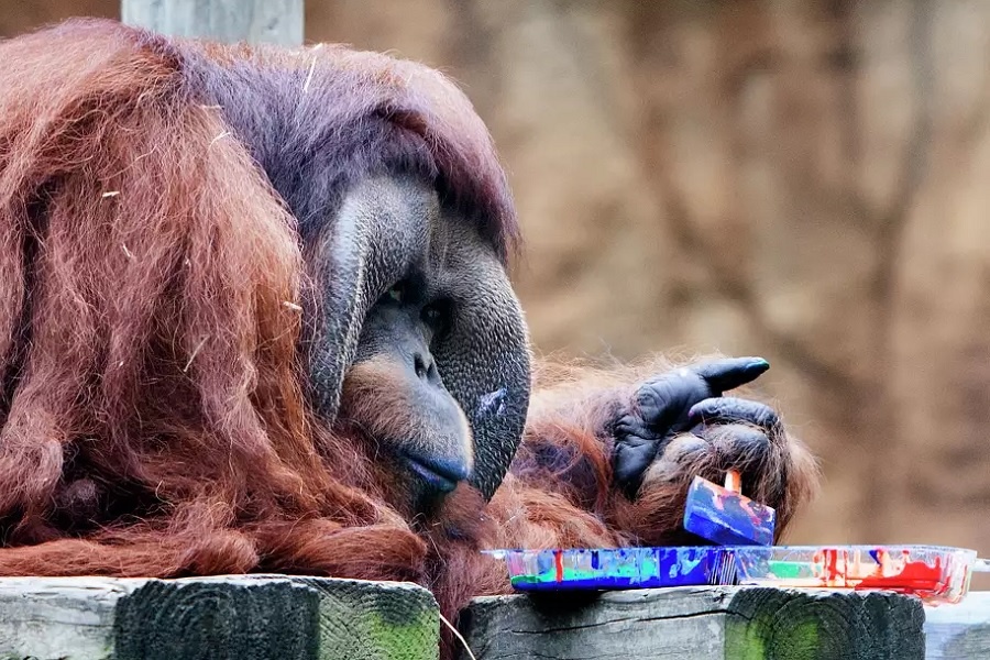 Орангунат над полотном. Фотография из интернета
