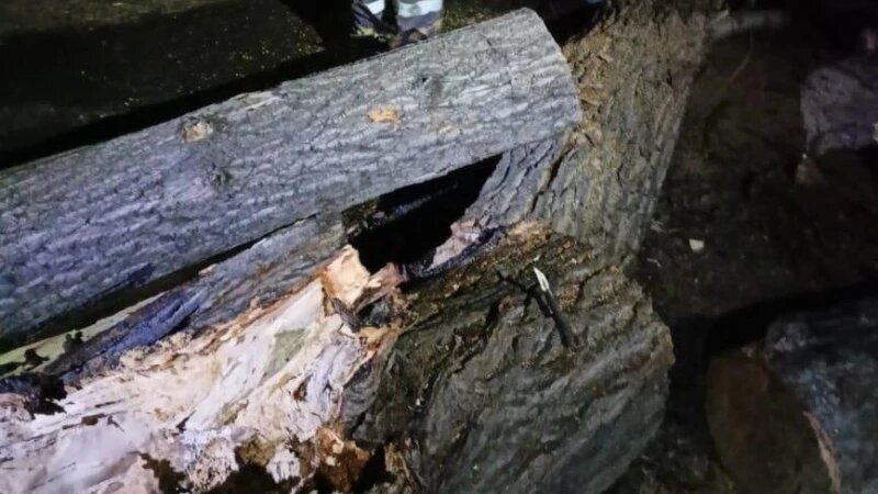     Ветер снес деревья в Барнауле Пресс-служба мэрии Барнаула