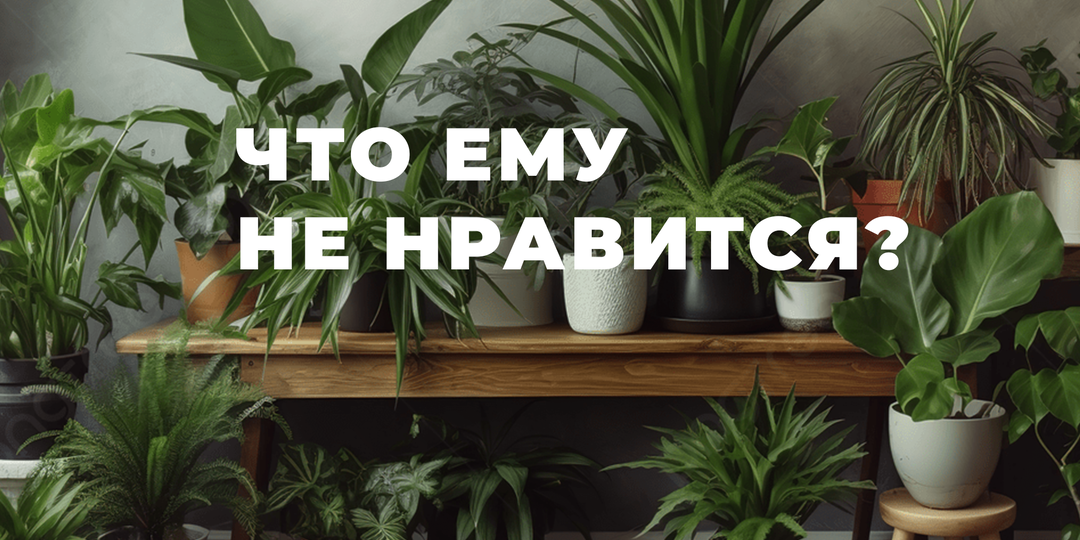 Растения дома. Советы для новичка.