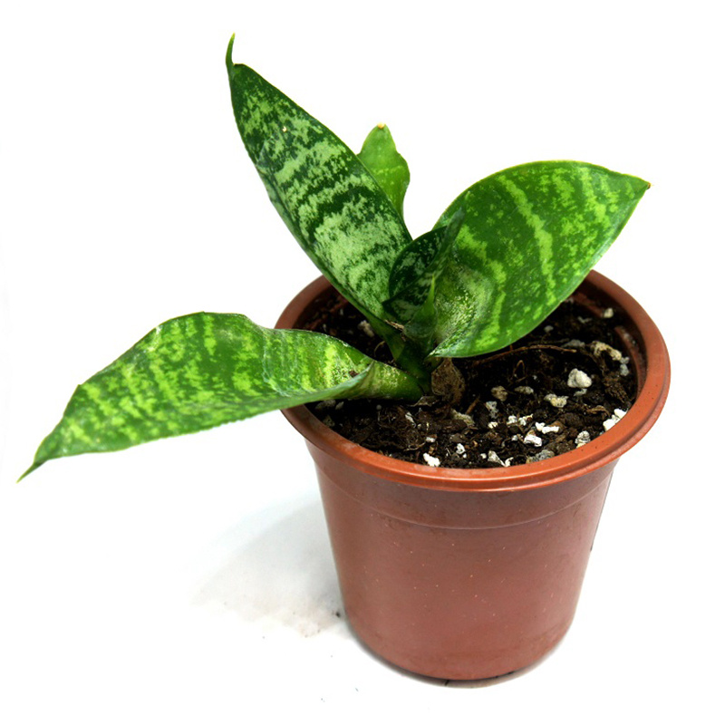 Сансевиерия Ханни