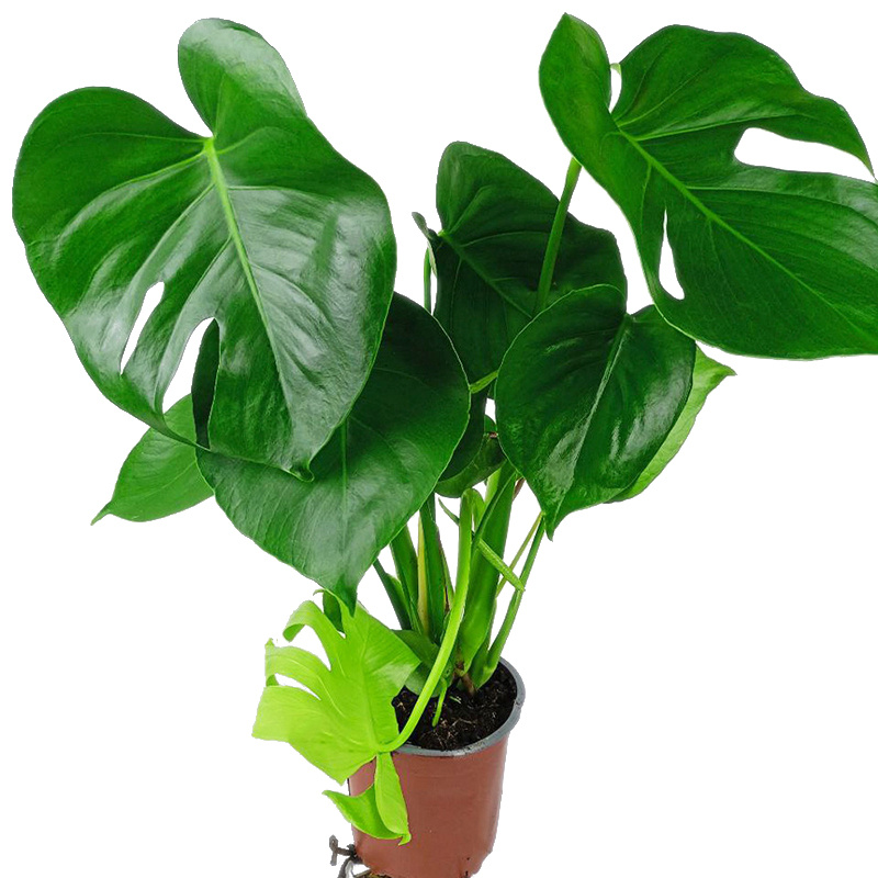 Монстера Делициоза