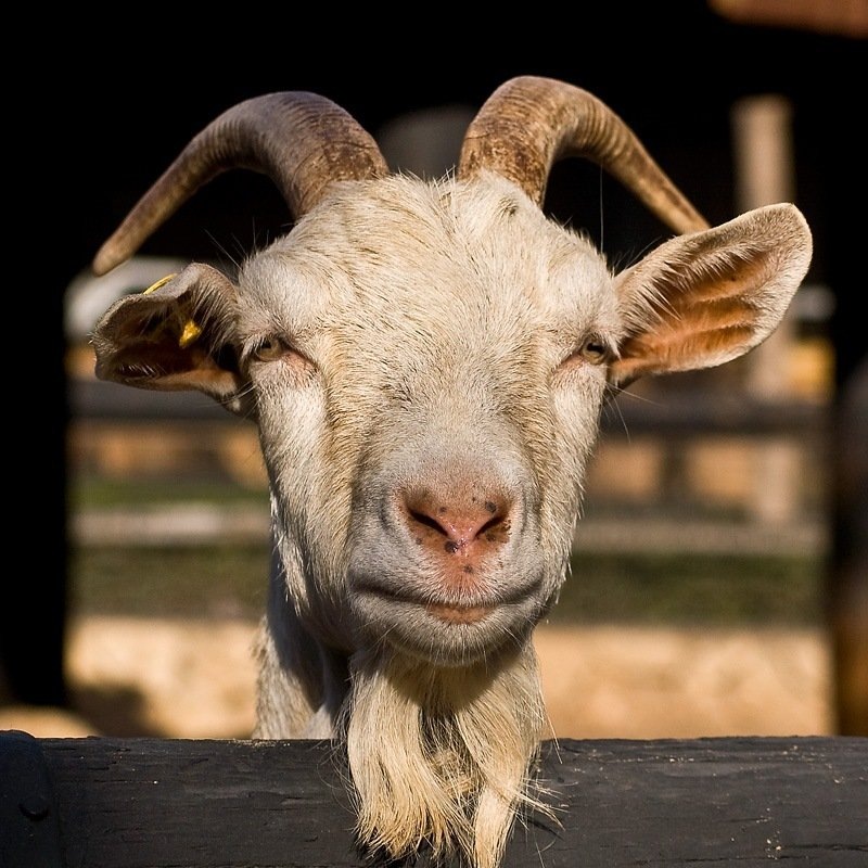 Милые животные