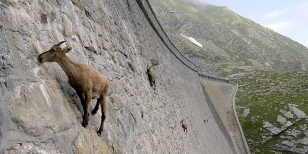 Бородки козлов – это мода? Или образ жизни